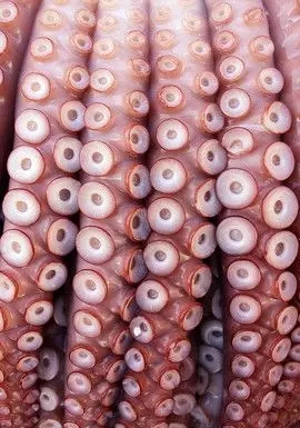 肌理 设计师的灵感来源-服装设计管理-服装设计